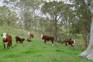 Livestock For Sale - NSW - Kyogle - 2474 - "WYNDHAM"  (Image 2)