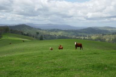 Livestock For Sale - NSW - Kyogle - 2474 - "WYNDHAM"  (Image 2)