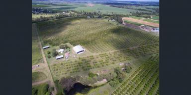 Mixed Farming For Sale - QLD - Wallaville - 4671 - ESTABLISHED CITRUS ORCHARD - TWO HOMES - SECURE WATER - HUGE PACKING SHED  (Image 2)