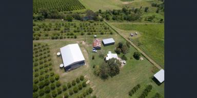 Mixed Farming For Sale - QLD - Wallaville - 4671 - ESTABLISHED CITRUS ORCHARD - TWO HOMES - SECURE WATER - HUGE PACKING SHED  (Image 2)