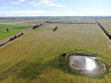 Mixed Farming For Sale - NSW - Berry Jerry - 2701 - 'Le Lievre's South'  (Image 2)