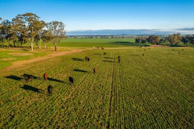 Cropping For Sale - NSW - Sebastopol - 2666 - Farming Doesn't Get Any Better Than This  (Image 2)