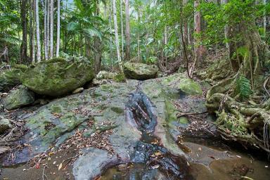 Residential Block For Sale - NSW - Mount Warning - 2484 - A stunning, sprawling block deep in glorious rainforest of the Northern Rivers  (Image 2)