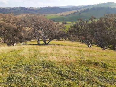 Livestock For Sale - NSW - Gundagai - 2722 - Rare find property with amazing living and income potential  (Image 2)