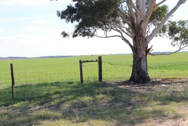 Mixed Farming For Sale - SA - Geranium - 5301 - Healthy Livestock, Crop & Hay Production at Woodlands For Sale either As a Whole  or in 2 Contingent Lots  (Image 2)