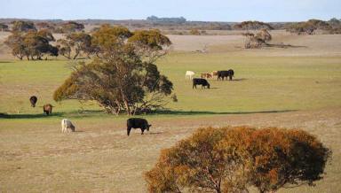 Mixed Farming For Sale - SA - Carcuma - 5301 - STRONG WARM HEALTHY GRAZING + HAY/CROP OPPORTUNITIES "CARCUMA CORNER"  (Image 2)