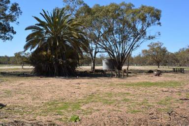 Livestock For Sale - NSW - Pooncarie - 2648 - Ankindie Station Extension  (Image 2)
