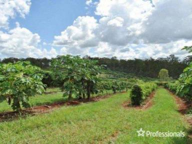 Horticulture For Sale - QLD - Bullyard - 4671 - INCOME PRODUCING TROPICAL FRUIT FARM WITH FOUR BEDROOM HOME  (Image 2)