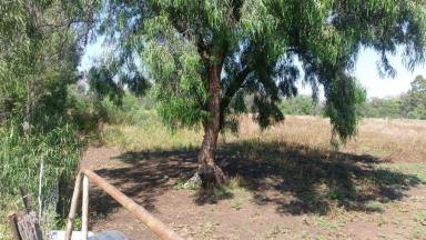 Residential Block For Sale - NSW - Moree - 2400 - Rare Find  (Image 2)