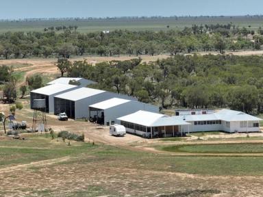 Other (Rural) For Sale - NSW - Brewarrina - 2839 - Cropping, Cattle, Sheep with Scale and Good Season!  (Image 2)