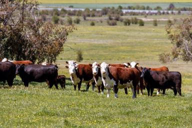 Livestock Auction - NSW - Goulburn - 2580 - Large Landholding Close To Goulburn  (Image 2)