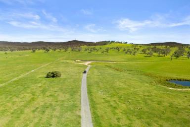 Livestock Auction - NSW - Goulburn - 2580 - Large Landholding Close To Goulburn  (Image 2)