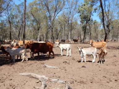 Cropping For Sale - QLD - Dingo - 4702 - Central Queensland Breeding Property  (Image 2)