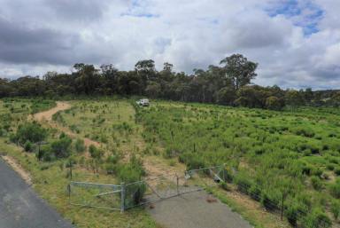 Lifestyle Auction - NSW - Goulburn - 2580 - NICELY LOCATED 100 ACRES  (Image 2)