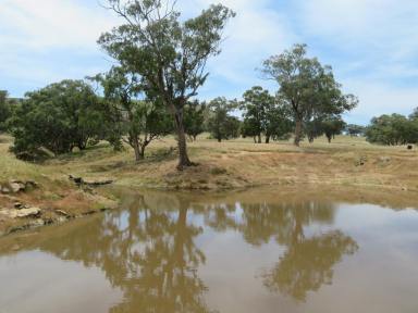 Mixed Farming Auction - NSW - Gundagai - 2722 - 143.25 Acres (57.97 Ha) at Nangus  (Image 2)