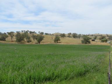 Mixed Farming Auction - NSW - Gundagai - 2722 - 143.25 Acres (57.97 Ha) at Nangus  (Image 2)