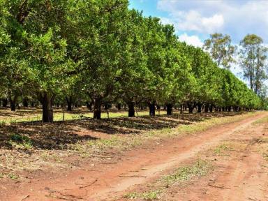 Horticulture Sold - QLD - Old Cooranga - 4626 - Walk In Walk Out Commercial Scale Orchard  (Image 2)