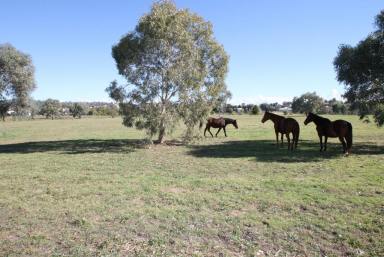 Lifestyle For Sale - NSW - Quirindi - 2343 - 12.8 ACRE BLOCK IN TOWN  (Image 2)