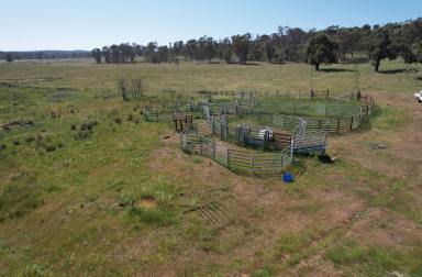 Livestock For Sale - NSW - Uarbry - 2329 - 'Pinevale'  (Image 2)