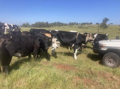 Livestock For Sale - NSW - Uarbry - 2329 - 'Pinevale'  (Image 2)