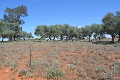 Livestock Auction - NSW - Ivanhoe - 2878 - "Needle Bush" Extension via Ivanhoe NSW 2878  (Image 2)