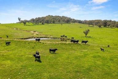 Lifestyle For Sale - NSW - Crookwell - 2583 - Income, Lifestyle & Recreation  (Image 2)