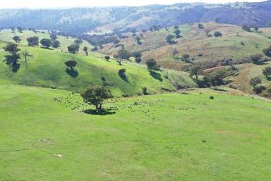 Mixed Farming Auction - NSW - Crookwell - 2583 - A great grazing block at Bigga  (Image 2)