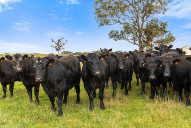 Livestock Auction - NSW - Goulburn - 2580 - "The Retreat"  (Image 2)