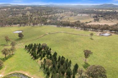 Lifestyle Auction - NSW - Goulburn - 2580 - "What an opportunity"  (Image 2)