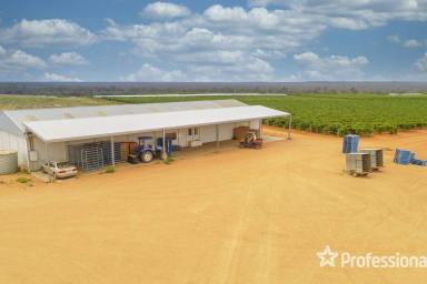Horticulture For Sale - NSW - Monak - 2738 - 31.58Ha World Class Table Grape Property  (Image 2)