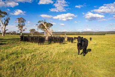 Lifestyle Auction - NSW - Goulburn - 2580 - 102 Acres Close To Town  (Image 2)