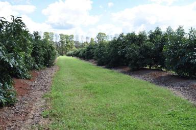 Horticulture For Sale - QLD - Blackbutt South - 4314 - Green Nugget  (Image 2)