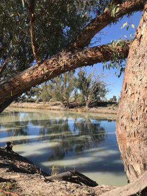Lifestyle For Sale - NSW - Pomona - 2648 - Darling River Rareity  (Image 2)