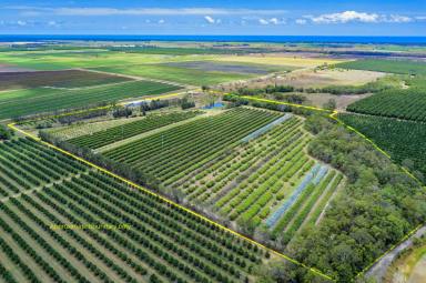 Horticulture For Sale - QLD - Welcome Creek - 4670 - ORCHARD WITH 3,200 LYCHEE TREES  (Image 2)