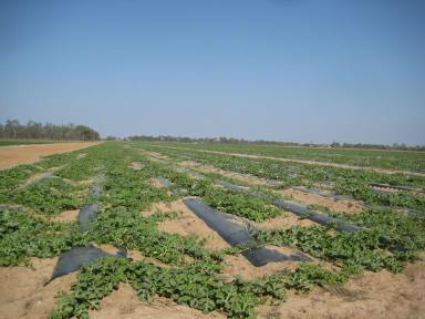 Cropping For Sale - QLD - Meadowvale - 4670 - IRRIGATED FARM WITH GREAT SOIL  (Image 2)