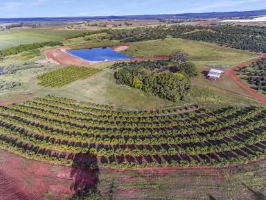 Horticulture For Sale - QLD - South Isis - 4660 - "AVOCADO HILL"  (Image 2)