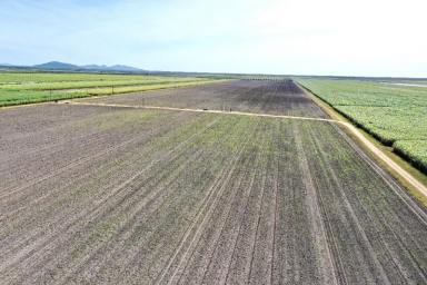 Other (Rural) For Sale - QLD - Horseshoe Lagoon - 4809 - 126 Acre Cropping Property - Horseshoe Lagoon - Open Water & Bore Water  (Image 2)