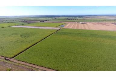 Other (Rural) For Sale - QLD - Fredericksfield - 4806 - 125 Acre Cane / Hay Farm - Burdekin Region  (Image 2)