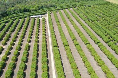 Other (Rural) For Sale - QLD - Alva - 4807 - 63 Acre Irrigated Mango Farm - Shed - Bores - Equipment (Image 2)