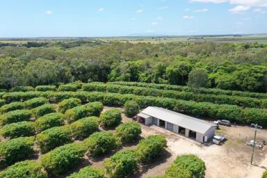 Other (Rural) For Sale - QLD - Alva - 4807 - 63 Acre Irrigated Mango Farm - Shed - Bores - Equipment (Image 2)