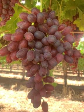 Horticulture For Sale - VIC - Birdwoodton - 3505 - 58.2 Hectare Export Quality Table Grape Property  (Image 2)