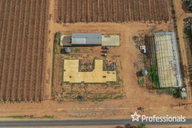 Horticulture For Sale - VIC - Cardross - 3496 - Quality Table Grape Property  - 32.44 Acres  (Image 2)