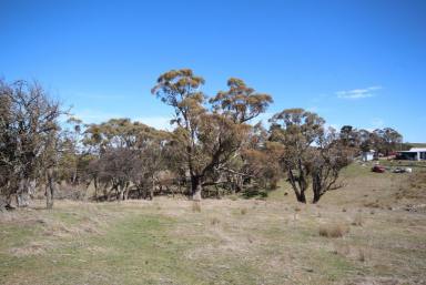 Acreage/Semi-rural For Sale - NSW - Burraga - 2795 - FOUR ACRES AT BURRAGA  (Image 2)