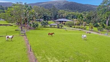 Acreage/Semi-rural Sold - QLD - Aloomba - 4871 - Fantastic Lifestyle Property - Acreage -Suit Horses  (Image 2)