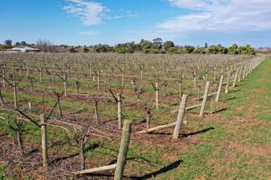 Horticulture For Sale - VIC - Merbein South - 3505 - DESIRABLE TABLE GRAPE VINEYARD  (Image 2)