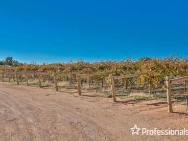 Viticulture For Sale - VIC - Red Cliffs - 3496 - Boutique winery & cellar door,  plus development potential!  (Image 2)