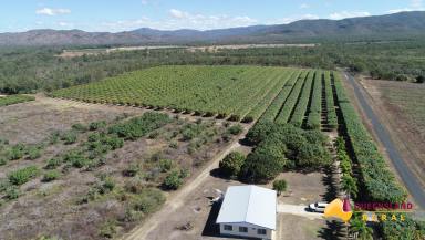 Horticulture For Sale - QLD - Dimbulah - 4872 - Horticultural Development Opportunity Dimbulah NQ  (Image 2)