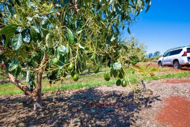 Cropping For Sale - QLD - South Isis - 4660 - High-Yield Avocado and Mango Orchard Near Childers  (Image 2)