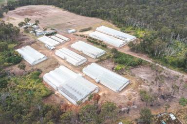 Horticulture Sold - QLD - Bundaberg Central - 4670 - Honeysuckle Farm - High Performance Basil Growing Business  (Image 2)