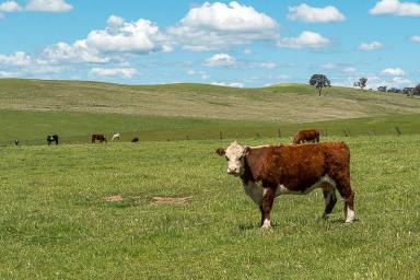 Mixed Farming For Sale - NSW - Bathurst - 2795 - Macquarie  (Image 2)